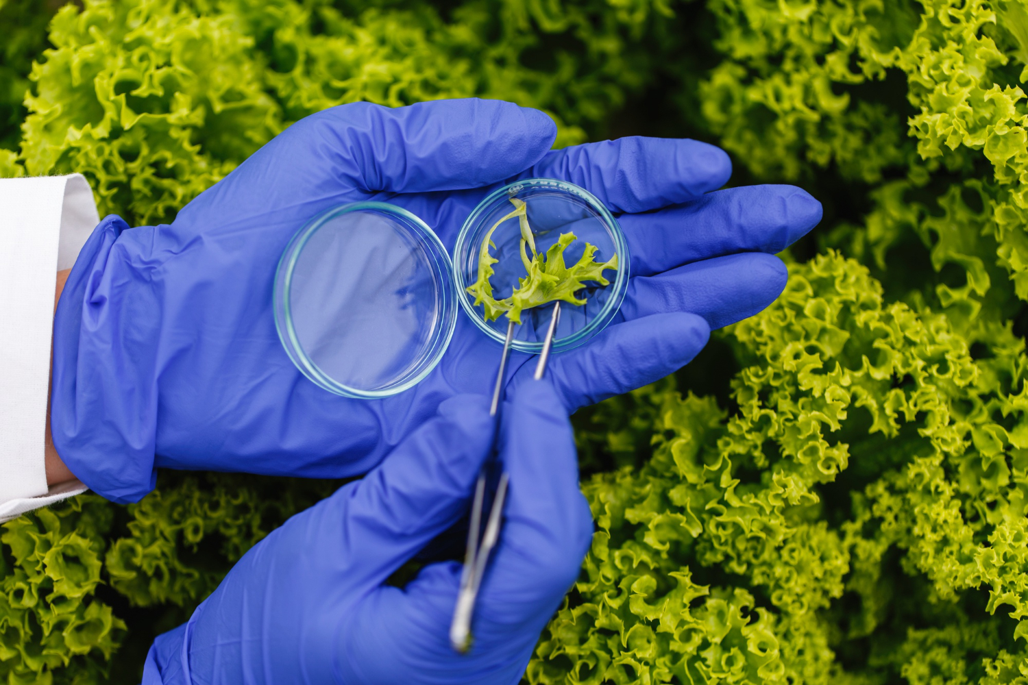 RNA Interference (RNAi): Μια Στοχευμένη Μοριακή Προσέγγιση στην Προστασία των Καλλιεργειών